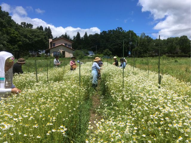 自然栽培を実践しているハーブ農園です。