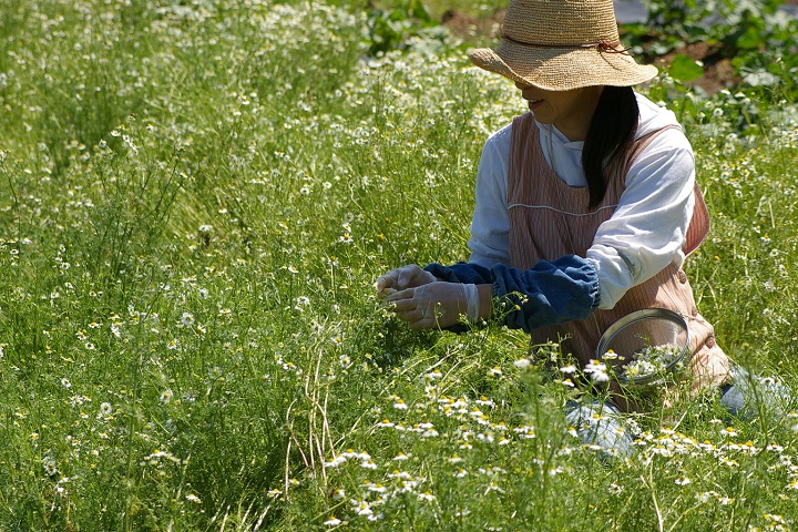 隣接するハーブ農園では季節のお花が。収穫風景も見れちゃうかも!?