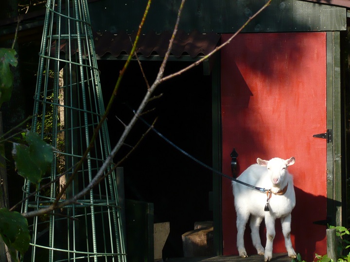 ヤギの弥七、紋次郎。柴犬の柴吉にも会いに来てね♪