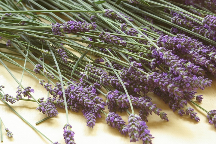 四季折々に咲くハーブのお花♪