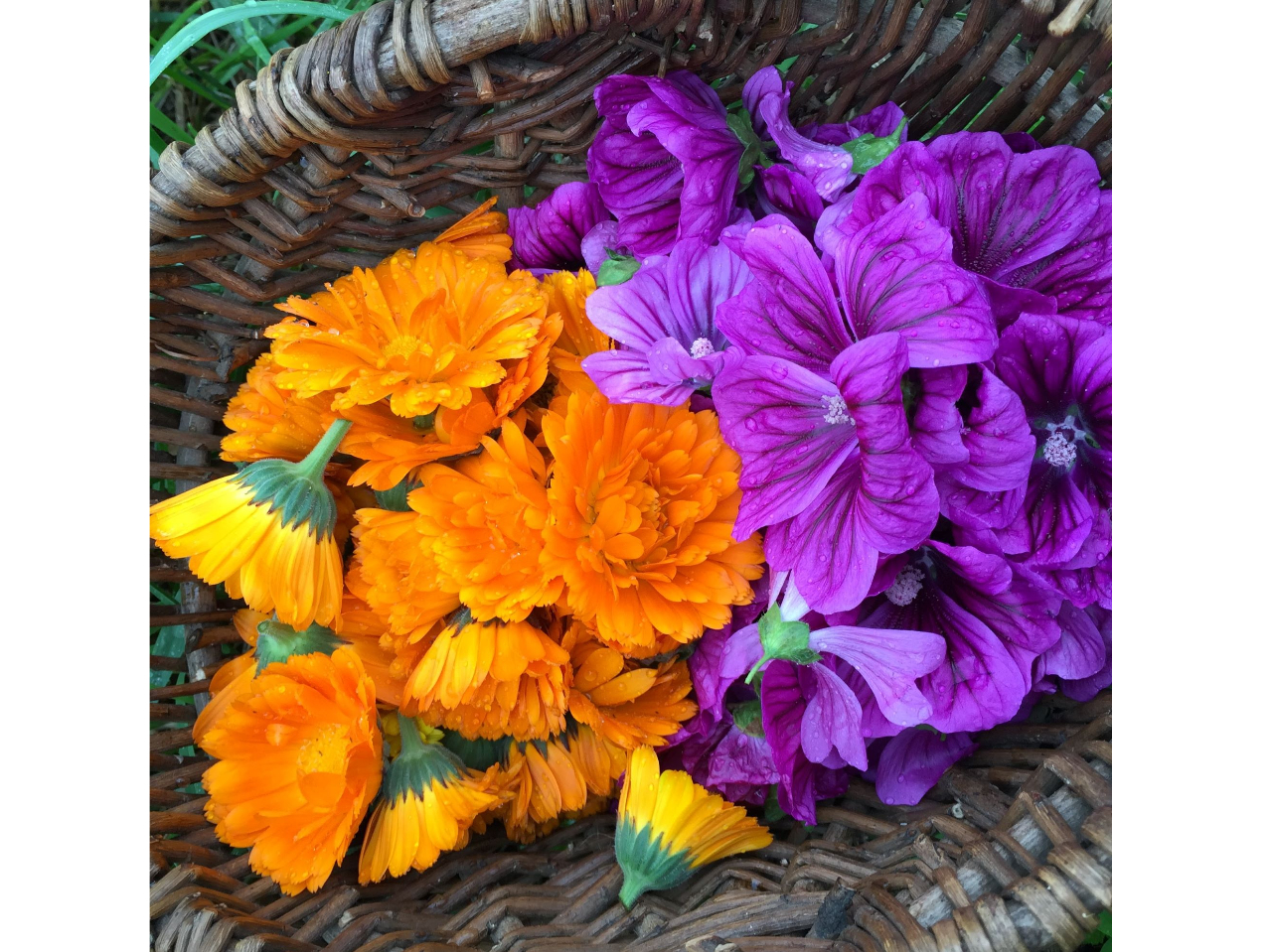 カレンデュラとブルーマロー