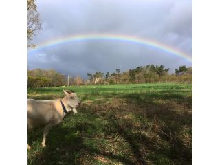 大きく架かる虹