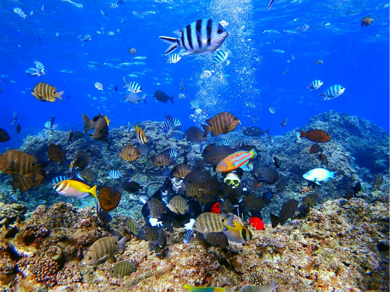 海の中はお魚いっぱい。