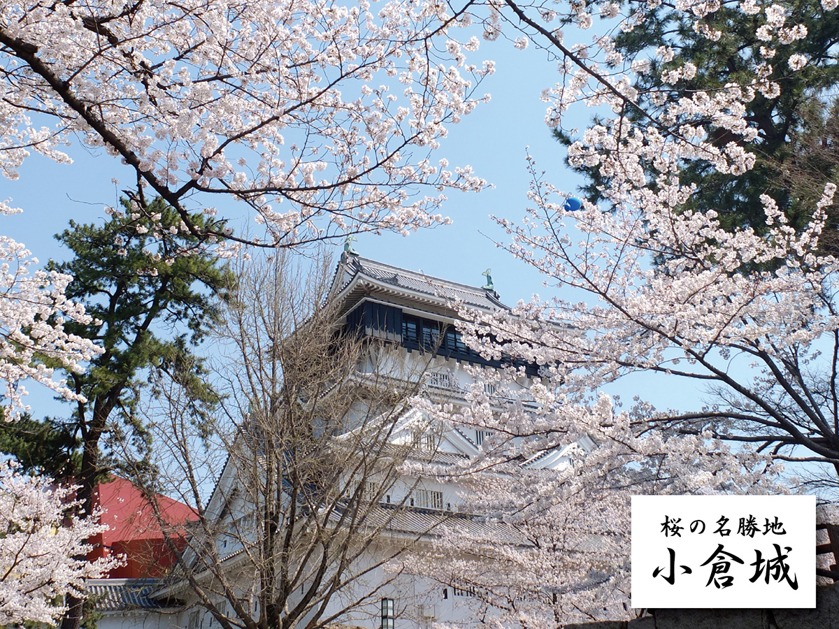 室町コモンから徒歩3分。小倉城とその周辺は桜の名勝地。春はきものを着て、桜との写真を!3月末から4月上旬が見頃です(年によって変わります)