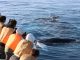 寄って来るクジラを近くで見れる