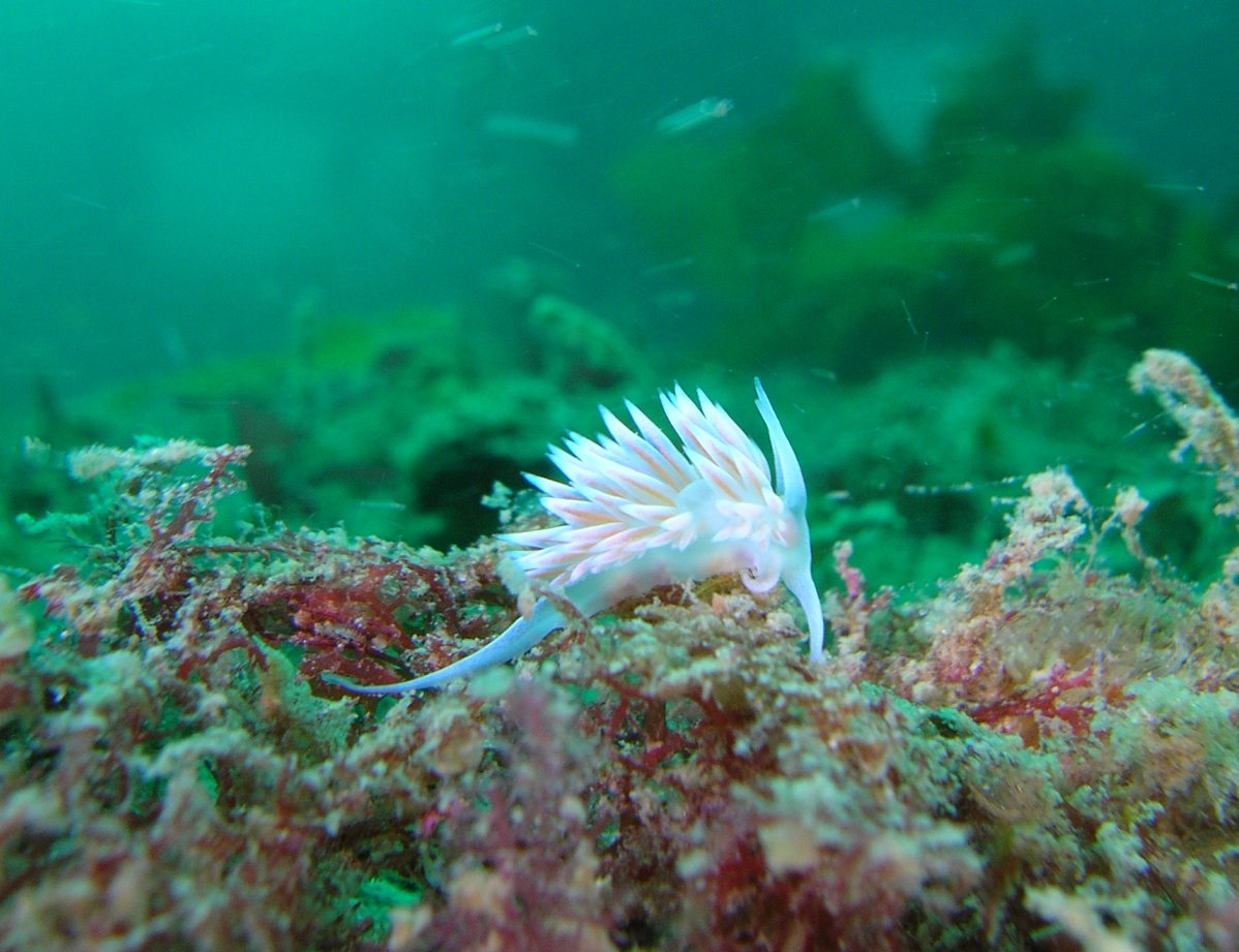 TN~mE~EV
˓C̓E~EVςłI