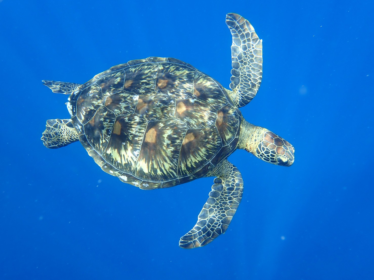 ウミガメに会いに行こう!