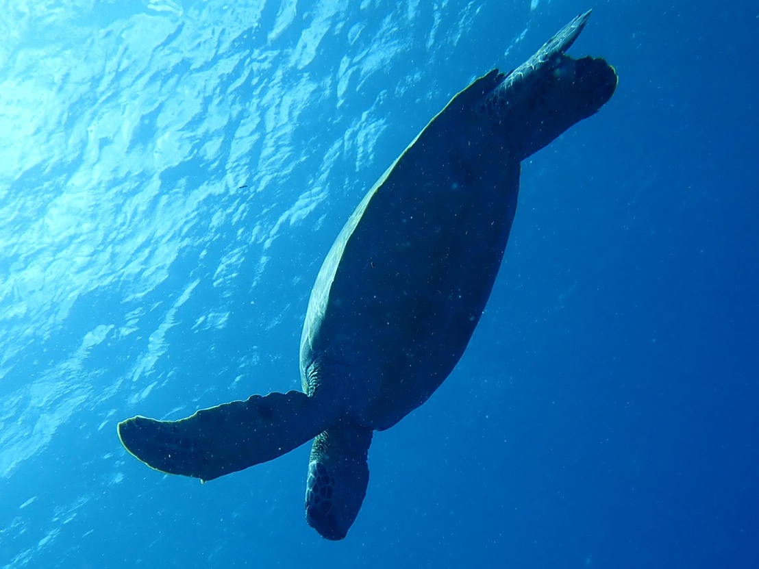 近くで見ると意外と大きい!