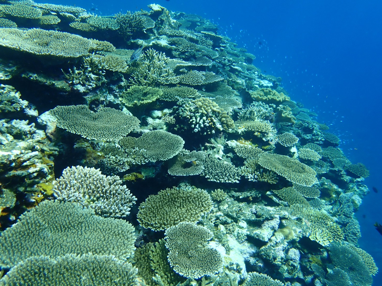 サンゴもいっぱい!ウミガメ以外にも色んな魚に会えます!