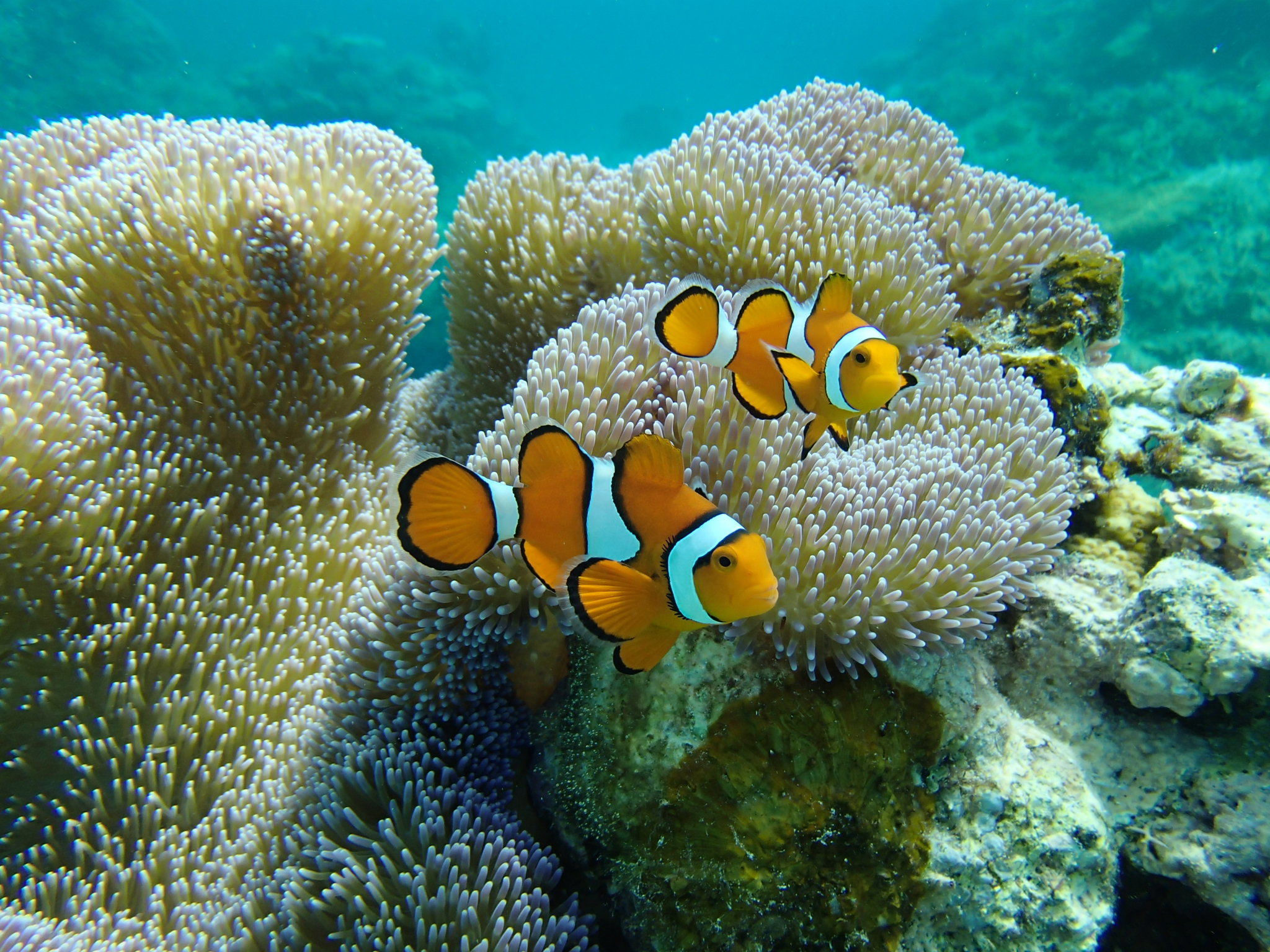 ̐lCAj̃LN^[ɂȂJNN}m~ɂI