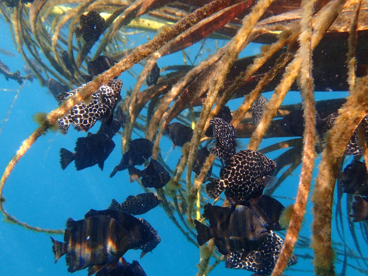 ʂɕĂC◬؂͂̎RBƔ`Ă݂悤IIȐBĂB