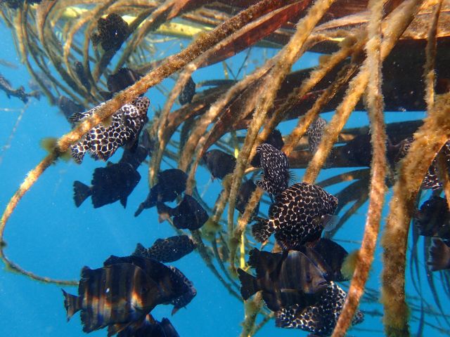 水面に浮いてる海藻や流木はお宝の山。そっと覗いてみよう!!いろんな生き物が隠れてるよ。