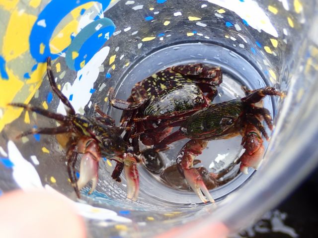 ちびっこに大人気のカニ。小さいサイズから大きいサイズまで・・・触ってみよう!!
