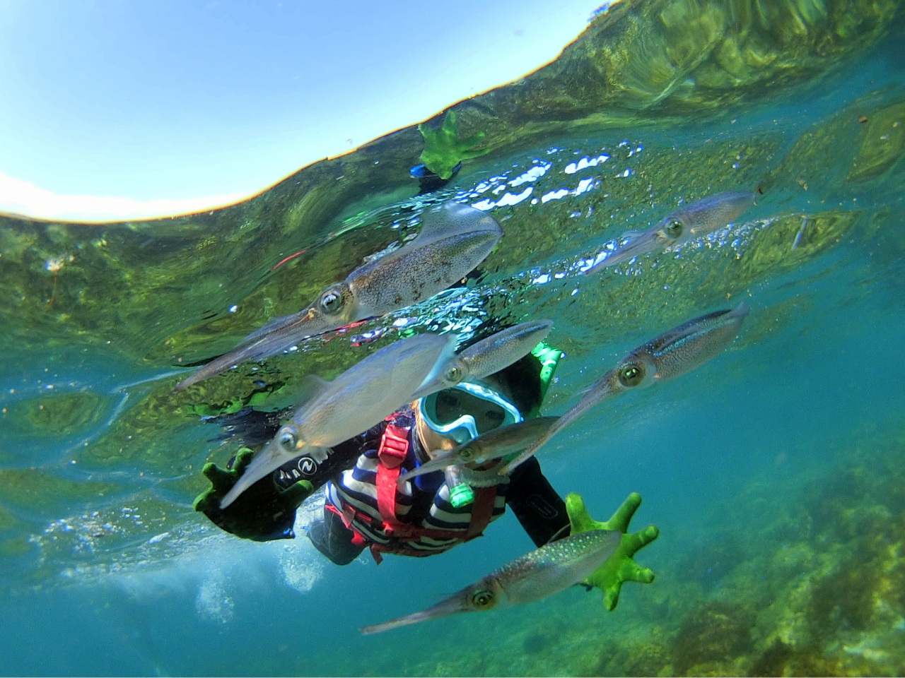 わくわくドキドキ家族シュノーケリング