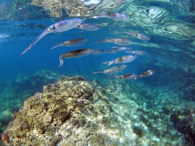 下ばかり見てるなんて勿体ないよ。水面付近見ると、お魚たくさんいますよ。