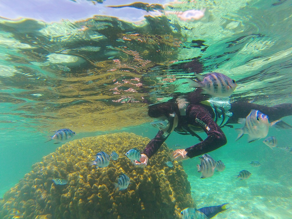 魚たちが寄ってきてます。