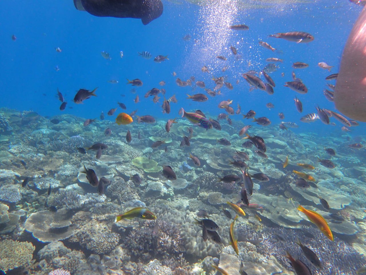 カラフルなお魚いっぱい〜♪