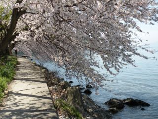 桜のトンネル