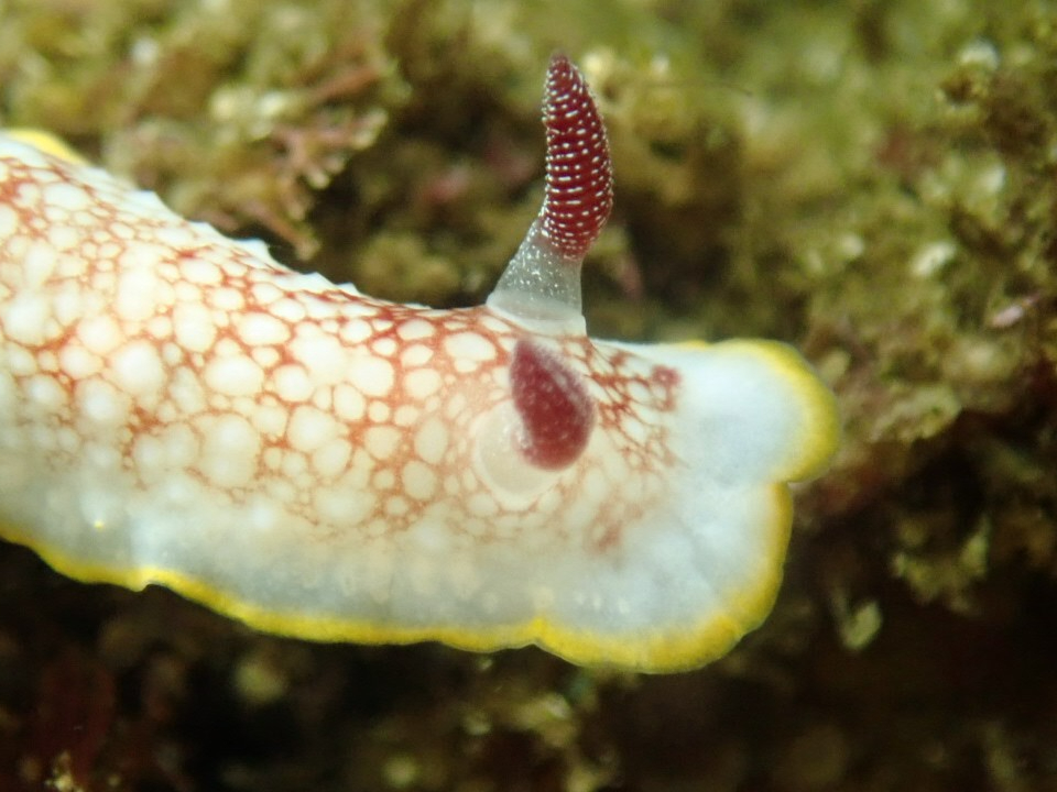 Many cute sea slugs live here
