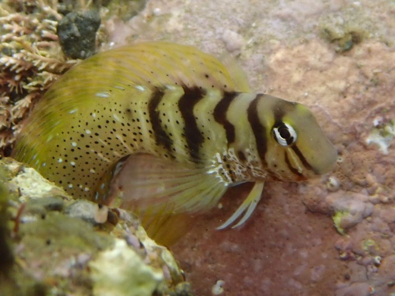 �����n�G���̉Y�i���Îs�j