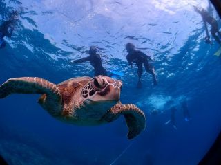 シュノーケリングのポイントは大珊瑚礁とウミガメポイントなのでカメ遭遇率MAX!