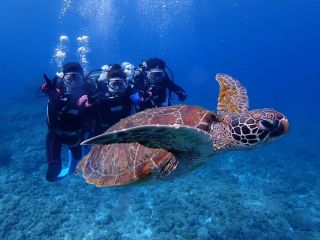 水族館じゃない、これがリアル。青の世界でウミガメと目が合う奇跡