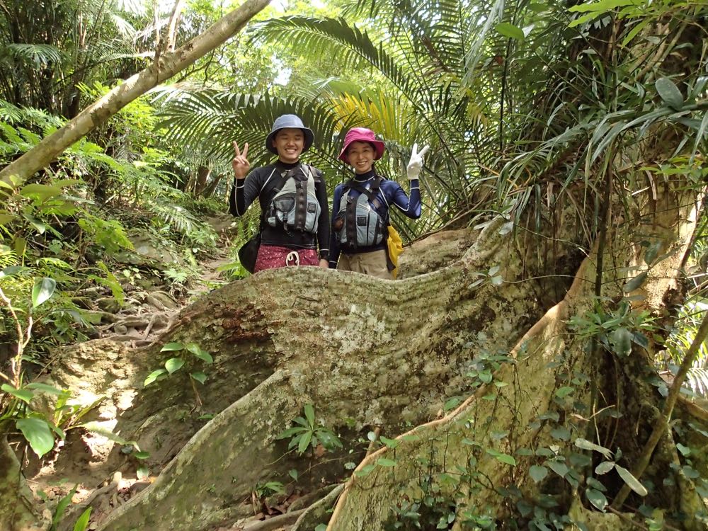 �W�����O���g���b�L���O�ł͒������o�����R�����܂��B������͔�̍������T�L�V�}�X�I�E�̖؁B