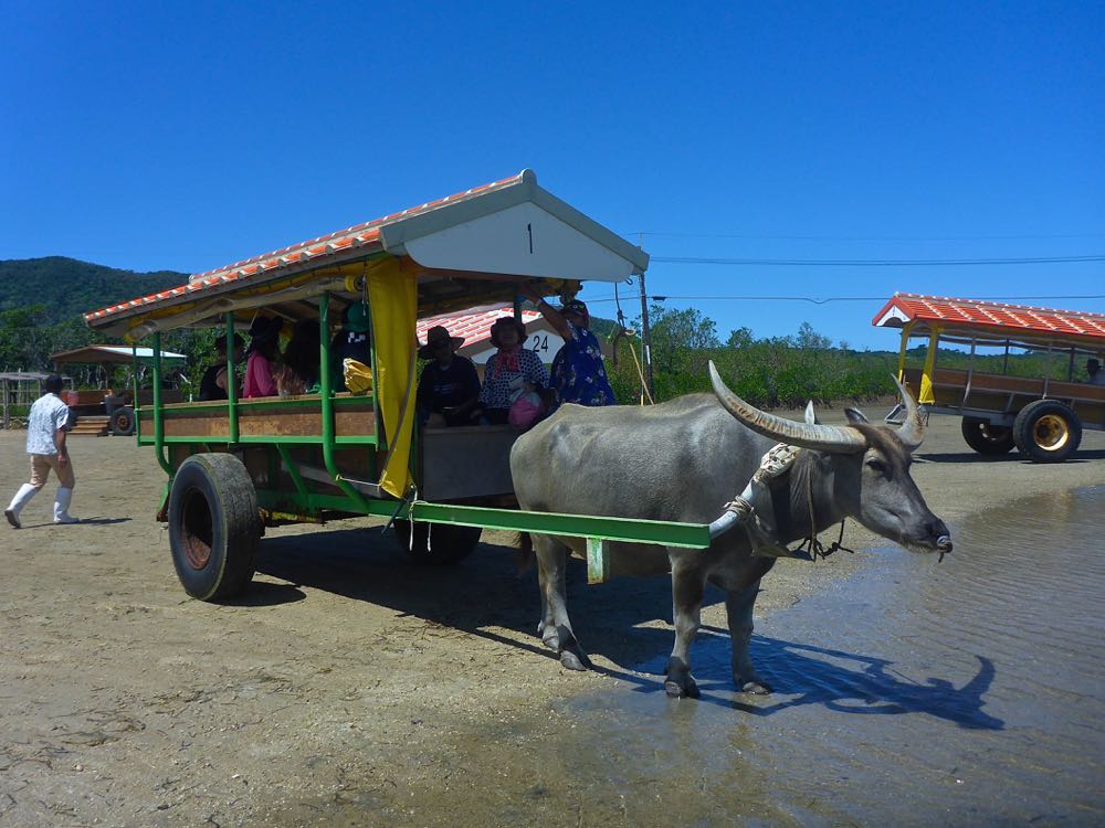 �P���ŃJ�k�[�Ɛ����Ԋό����y���݂܂��B