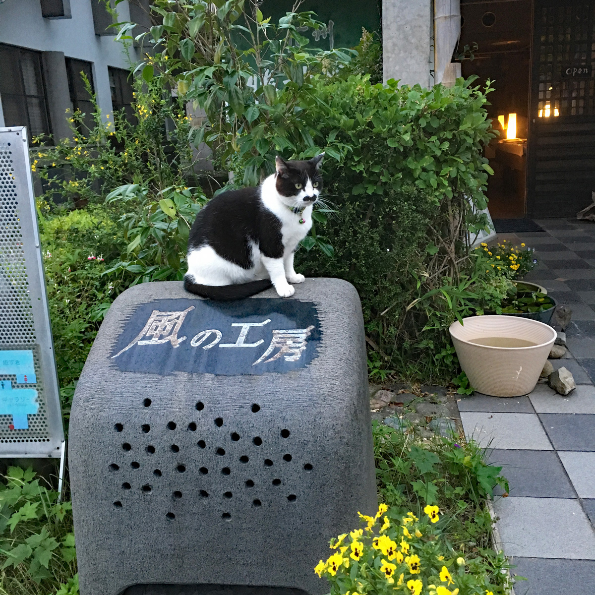 工房の看板猫のちょびちゃんは、お髭があるけど女の子