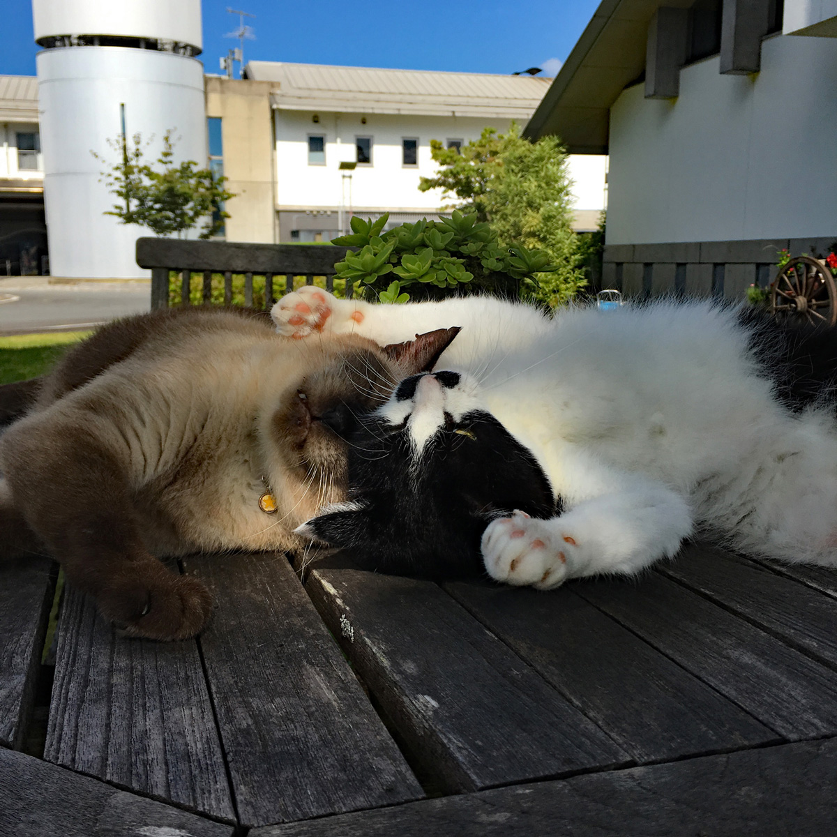 いつも仲良し ぶんちゃんとちょびちゃんは、工房の看板猫です。