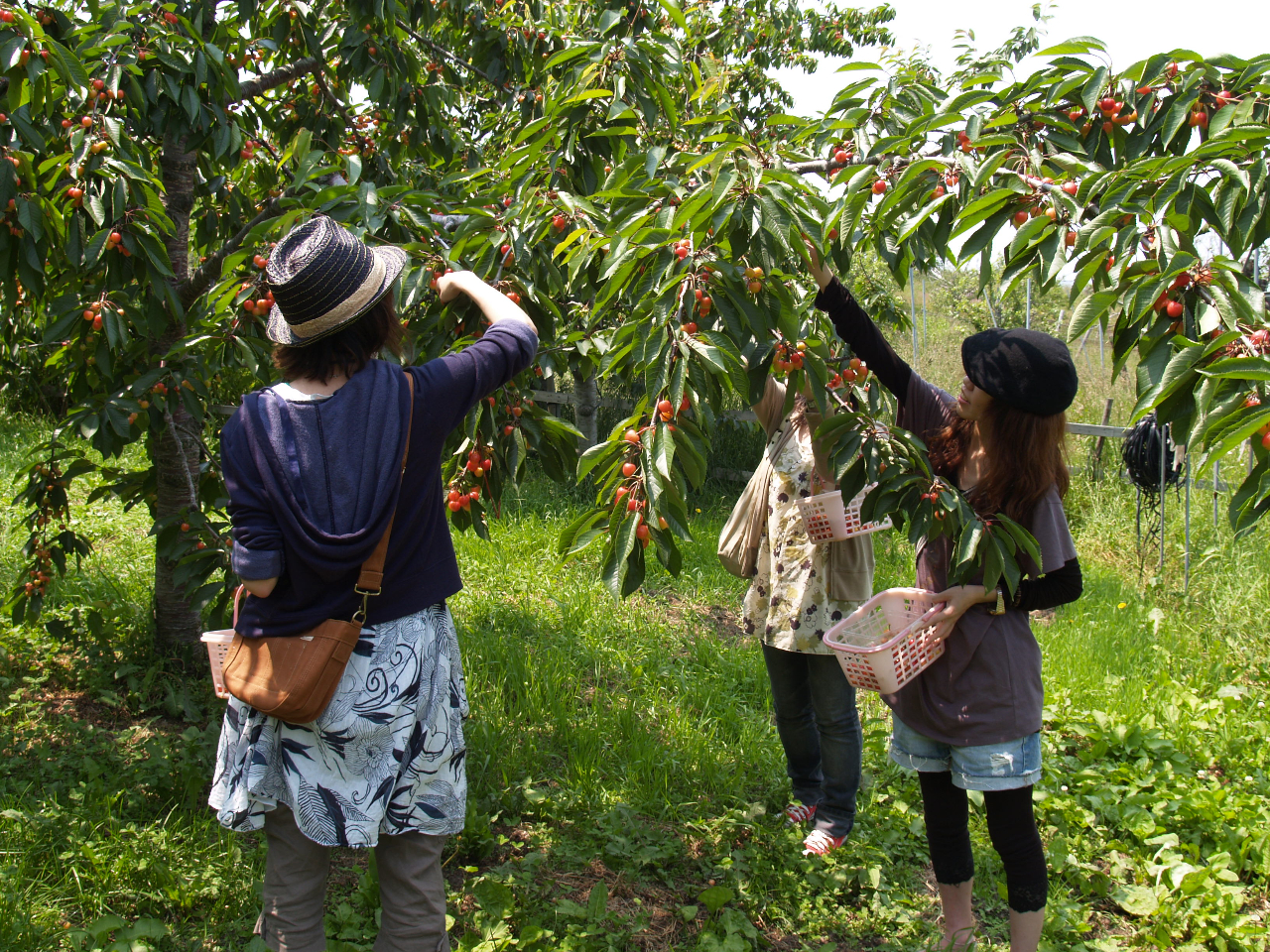 【北海道・余市】季節の果物狩り時間無制限食べ放題♪