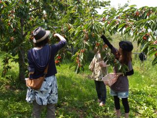 さくらんぼ狩り@