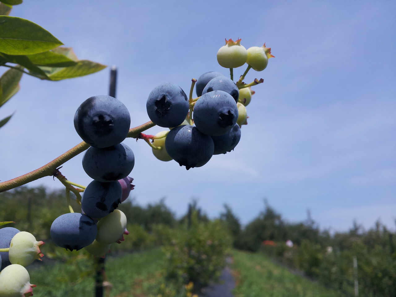 �u���[�x���[