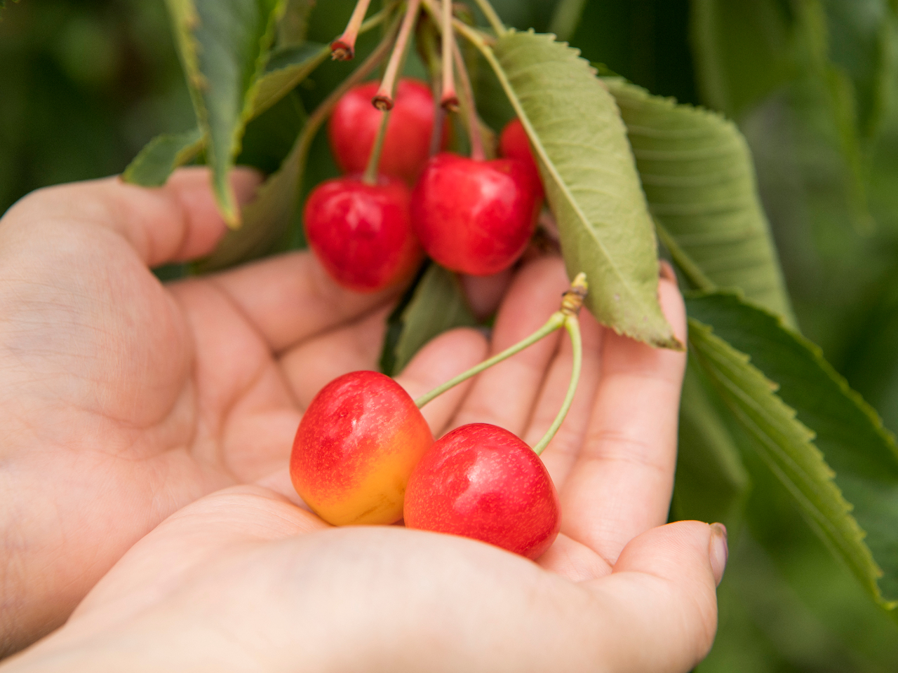 北海道 余市 季節の果物が時間無制限食べ放題 余市icから車で2分 フルーツ狩り ニトリ観光果樹園 じゃらん遊び体験
