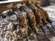釣った魚を炭火焼♪炭で焼いたお魚は絶品