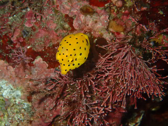 かわいい魚たちが