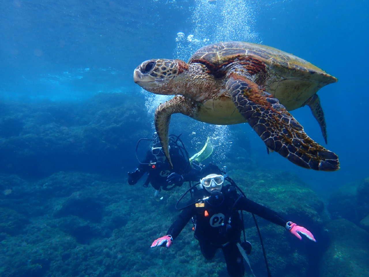 ウミガメとの出会い