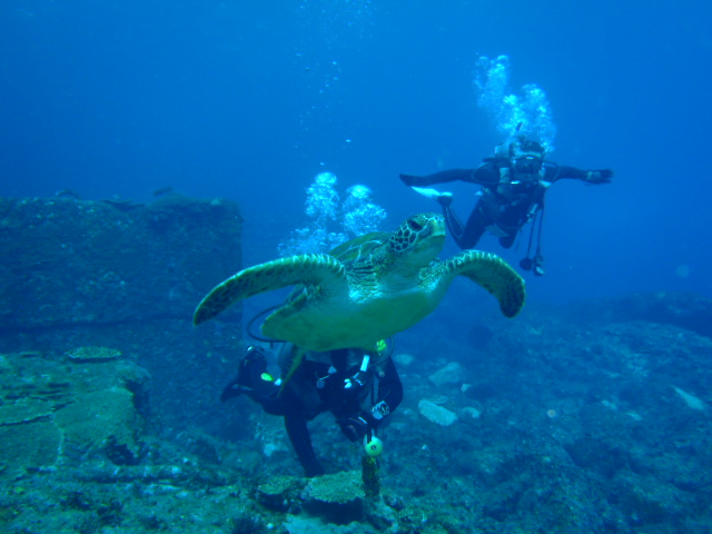 ウミガメとの遭遇率は100%です!
