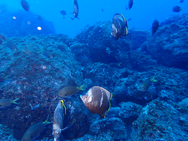 固有種「ユウゼン」