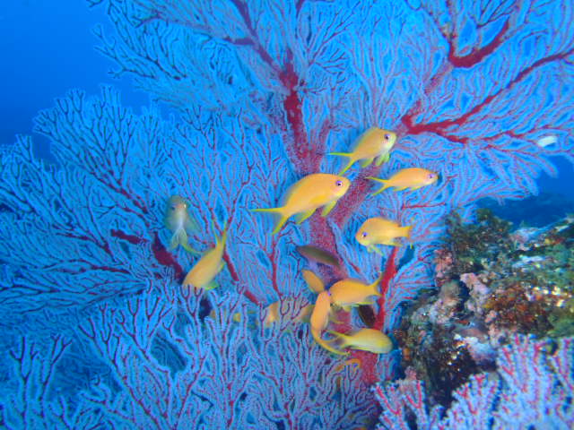 キンギョハナダイの群れ