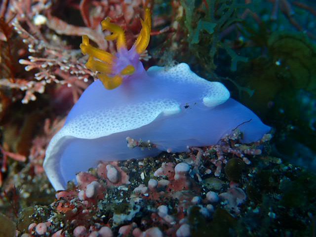 きれいなウミウシ達