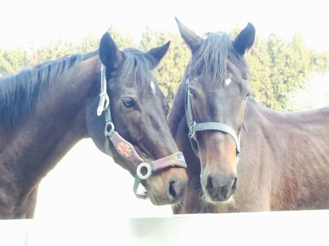 たくさんの馬達が待っています