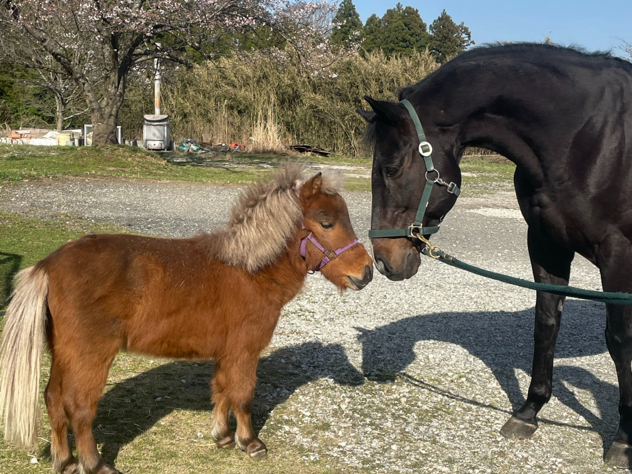 ~j`Az[XƂ̐Gꍇo܂i܂j