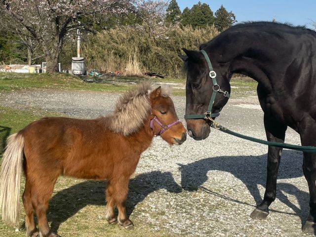 ミニチュアホースとの触れ合いも出来ます(乗れません)