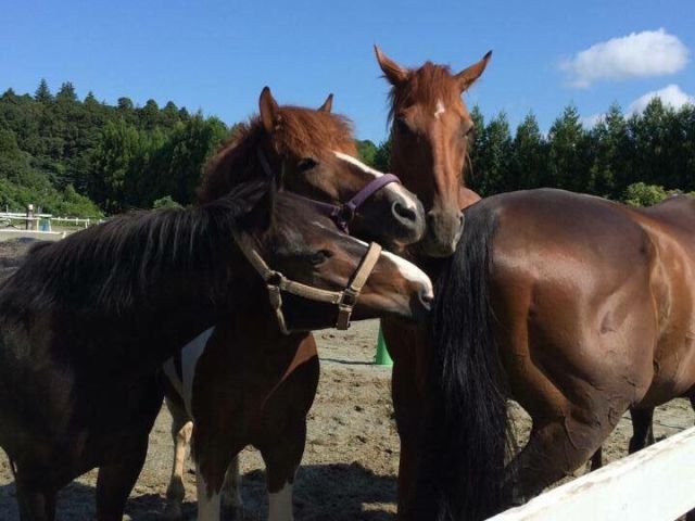 千葉ライディングパークの可愛いお馬さん達に会いに来てね!