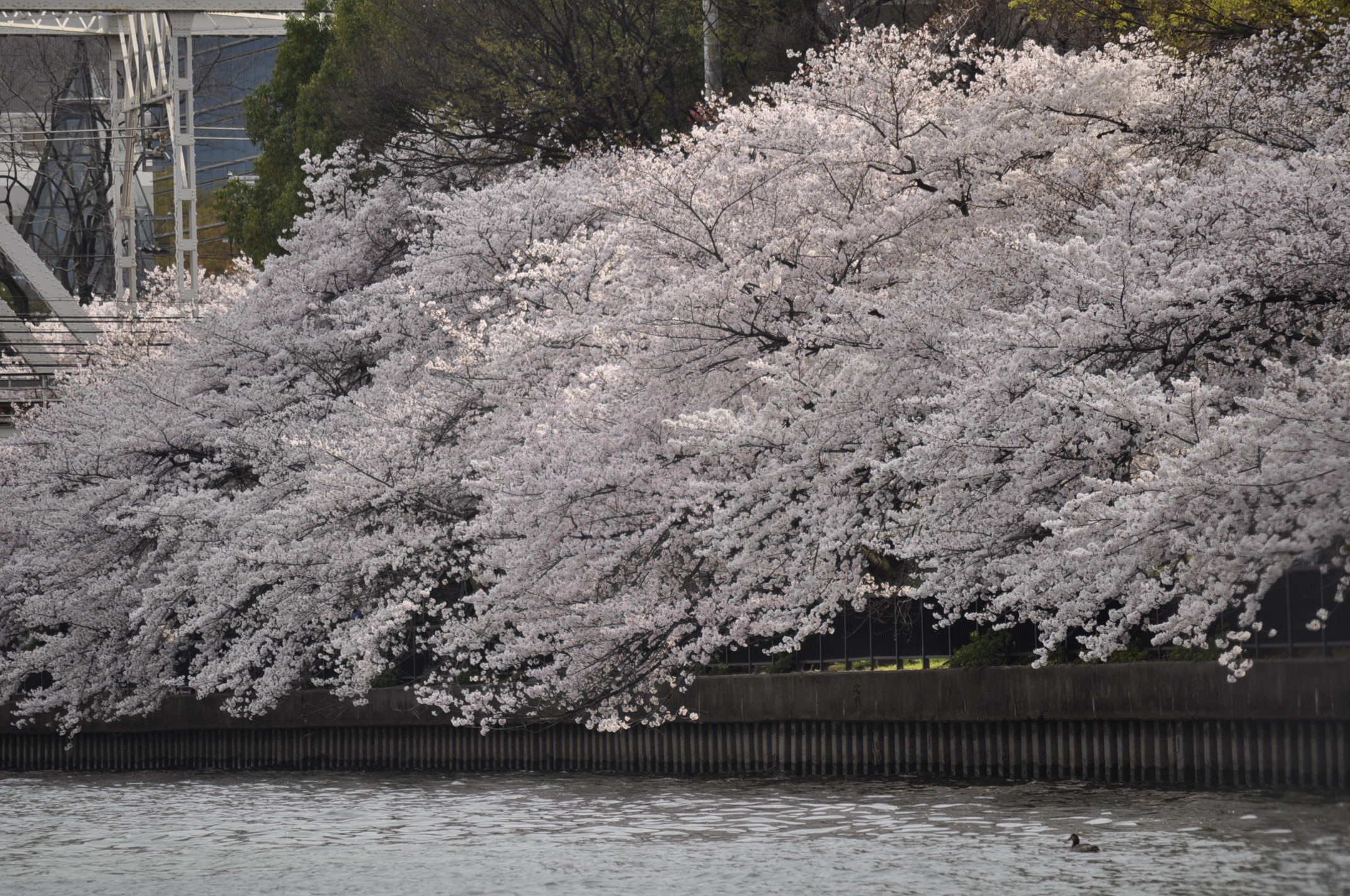 美しい桜の木の枝が川のほうに伸びている。