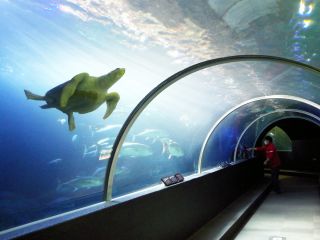 本州最南端、串本のサンゴの海と生き物を紹介する水族館。水槽展示、水中トンネル、ウミガメプールが人気!