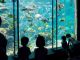 水族館で見て学び、自然の海をより身近に知ることがテーマです。展示は串本にいる生き物だけを400種・4000匹!