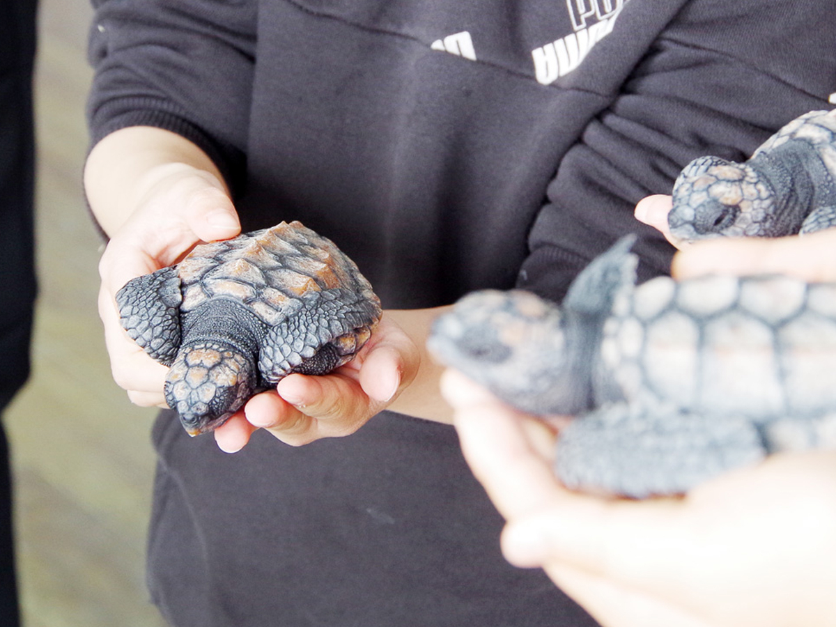 水族館では毎日12:30〜14:30に「子ガメのタッチング体験」を開催中!当館でうまれたウミガメとの貴重なふれあい体験をぜひ♪