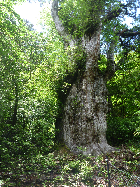 縄文杉 大満足10時間トレッキング 日帰りコース 屋久島道の駅観光 じゃらん遊び体験